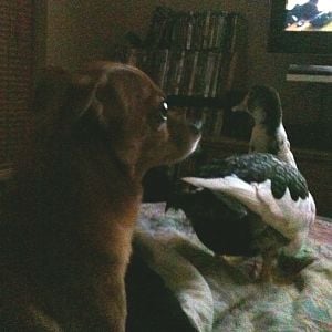 Chewbacca watching TV with Daisy