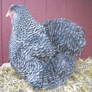 Large Barred Hen (2010 hatch)