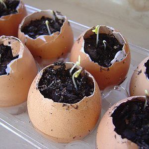 eggplanter