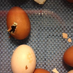 Struggling Egg