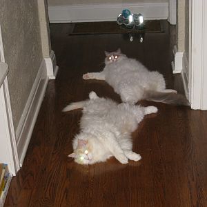 Ragdoll kits being ragdolls