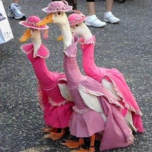 All dressed up.... LoL