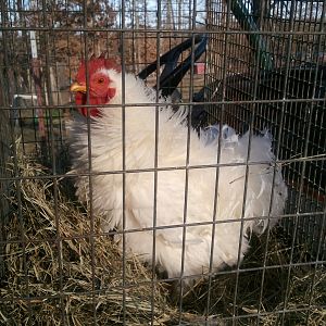 Frizzle Rooster