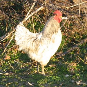 Splash cockerel (2011 hatch) still shot.