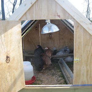 The peeps relaxing. Little did they know I was about to move the whole thing forward so they could get fresh grass.