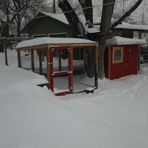 The first ten of the predicted 20 inches fell last night.  The ladies are snug in their coop!