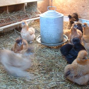 Inside of Barn 2010.jpg  Do we have room for more chickens?