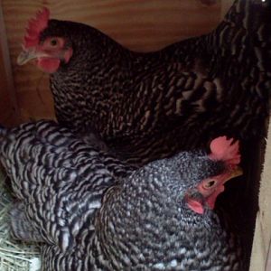 My girls like to share :)