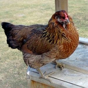 Athena. She loves to follow me around