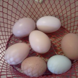 all the colors I get