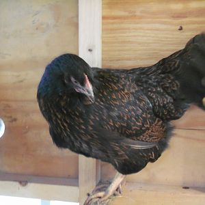 Maggie (Barnevelder)