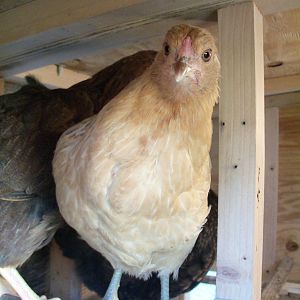 Blondie (Aruacana/Americana)