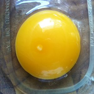 fertileegg