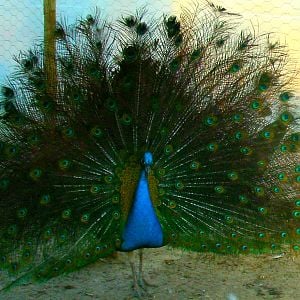 Devreux, our very first peafowl, displaying