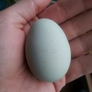 First EE egg!