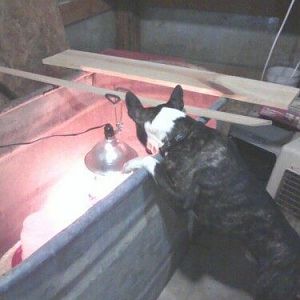 This is my Boston Terrier, Harley. He loves watching in the stock tank when we have new chicks. He goes and checks on them all the time.