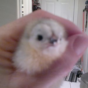 Potsie---lavender ameraucana born 2-1-11