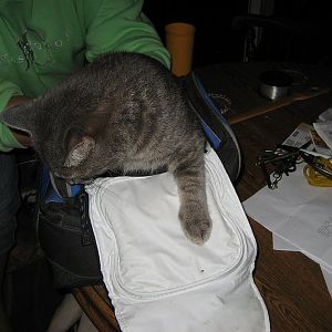 Curious kitty.....Debo