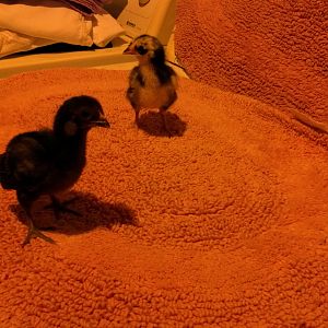Brand new araucana babies.....so cute!
