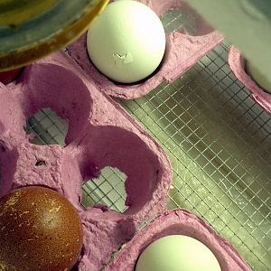 More pips.....we're on our way!