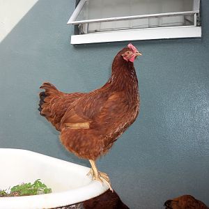 Poppy showing off.....what a pretty girl!