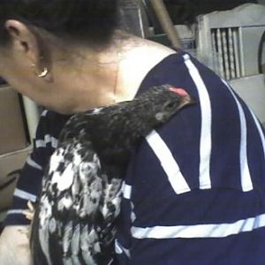 Laverne taking a little rest on her momma......so sweet.