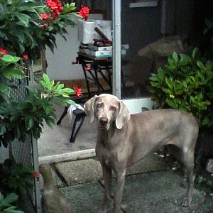 Zoe, our wonderful Weimaraner