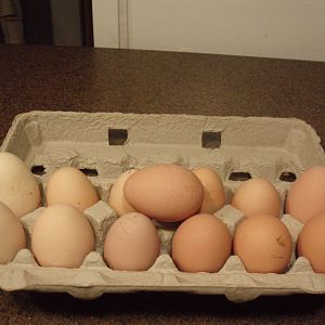Eggs - 02/04/2012