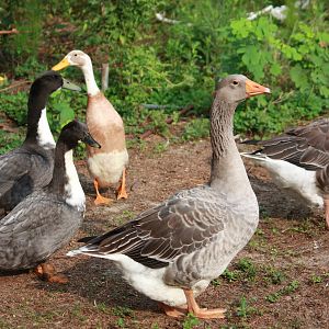 Geese & Ducks