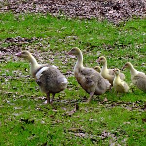 Goslings on parade.