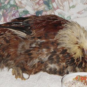 Little sick cockerel sleeping