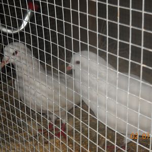 The one lower to the ground is the one who jumps up onto the other one.