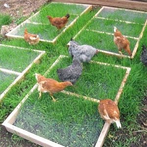 Grazing frames to protect grass for your chickens. Free plans here: http://www.thegardencoop.com/blog/2012/02/07/grazing-frames-backyard-chickens/