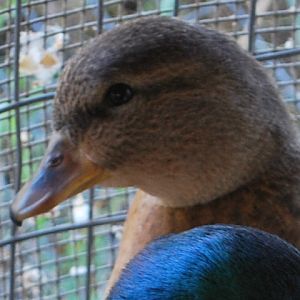 My Blue Fawn Duck (Millie)