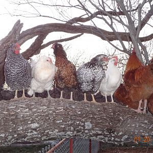 R to L: Bullwinkle, Esme, Checkers, Jasper, Daisy, Beakman facing away from camera with Merriweather in front of him. Fryer Tuck facing sideways and tail of Optimus.  Not pictured at all... Thor and Little Ann, doing their own thing as usual!