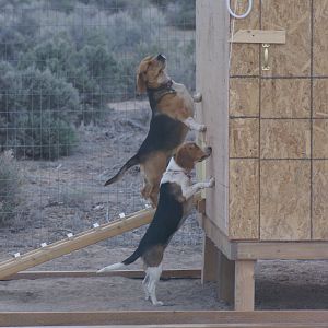 Our two beagles want in.