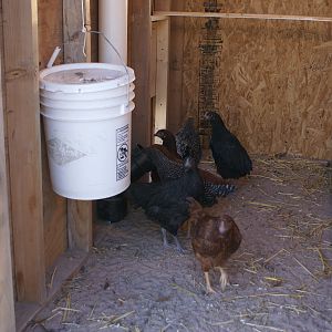 5 gallon water bucket  with 5 water nipples on the bottom  (we love it ) no mess in there water.