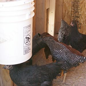 We just want to say we enjoyed making this coop,I want to thank BackYard Chickens, Because that is were we got some great ideals from, to build our coop (Our feeder & waterer )
And a big thanks to my wife you did a great job.