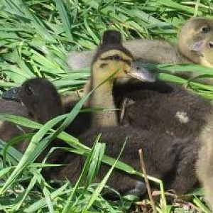 My ducklings from two years ago (2010)