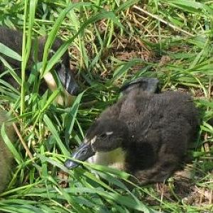 My ducklings from two years ago (2010)