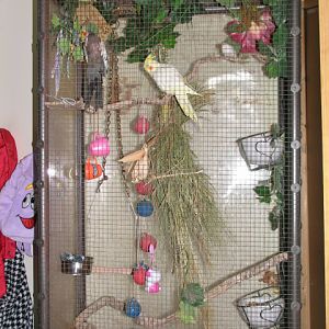 My cockatiel aviary (also temporarily housing one lone zebra finch until we can find some more finches to adopt from local area Humane Societies.