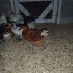 Broken legged pullet