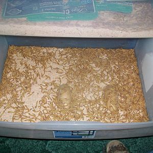 Middle Drawer with Approx 3,000-4,000 Mealies