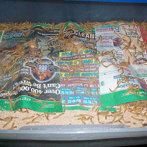 Bottom Drawer with Approx 2,000-3,000 Mealies