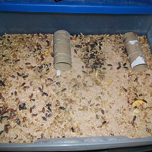 Drawer 1 with a lot of Beetles!