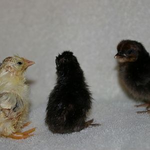 Caramel, Licorice, Chocolate