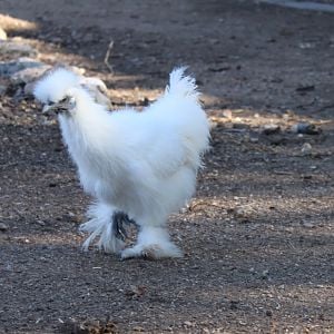 Pippin's legs and feet are heavily feathered. She was about 3 months old in this pic