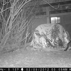 Got this early in the morning on my Moultrie M-100.  housecat or raccoon???

gamecam1.jpg