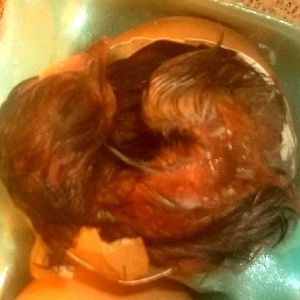 Just hatched. Think it's a roo? lol. Baby Orp - 1/2 hatchery buff 1/2 splash.