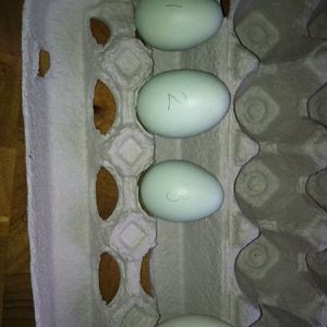 ameggs